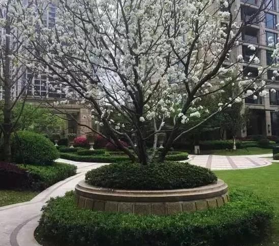 花崗石樹池